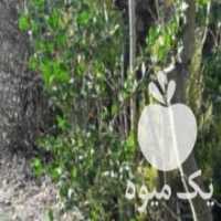 آگهی مشابه فروش نهال یاس  کاج  درخت سیتروس در واجارگاه در گروه خرید فروش نهال - انواع گردو پسته بادام سلطانی انگور در یکمیوه