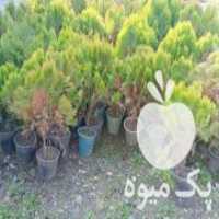 آگهی مشابه فروش نهال کاج لاوسون وکامیس‌پاریس در تنکابن در گروه خرید فروش نهال - انواع گردو پسته بادام سلطانی انگور در یکمیوه
