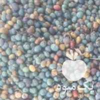 آگهی مشابه فروش بنه عمده پسته کوهی در تهران در گروه پسته - کوهی شامی خام اکبری تازه کله قوچی در یکمیوه