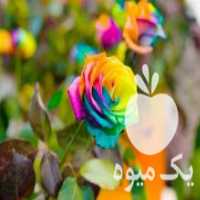 آگهی مشابه فروش بذر گیاهان کمیاب وارداتی در تهران در گروه خرید فروش بذر - انواع محصول کشاورزی گوجه کتان میوه درخت در یکمیوه