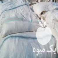 آگهی مشابه خرید و فروش همه رقم گونی ارسال به تمام نقاط در تهران در گروه خرید و فروش عمده انواع محصولات کشاورزی و دامداری در یکمیوه