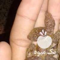 آگهی مشابه فروش مویز کشمش در شیراز در گروه آجیل - فروش عمده محصولات در یکمیوه