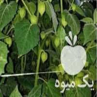 آگهی مشابه فروش بذر فیسالیس میوه پولساز در تهران در گروه خرید فروش بذر - انواع محصول کشاورزی گوجه کتان میوه درخت در یکمیوه
