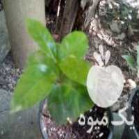 آگهی مشابه فروش نهال قهوه عربیکا در کیش در گروه خرید فروش نهال - انواع گردو پسته بادام سلطانی انگور در یکمیوه