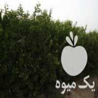 آگهی مشابه فروش عمده انواع نهال تازه زینتی و میوه  ،  لیبل دار در شیراز در گروه خرید فروش نهال - انواع گردو پسته بادام سلطانی انگور در یکمیوه
