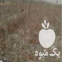 آگهی مشابه فروش نهال درخت توت 2 ساله در اصفهان در گروه خرید فروش نهال - انواع گردو پسته بادام سلطانی انگور در یکمیوه