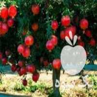 آگهی مشابه فروش نهال درجه یک برای مشتریان گل در علی آباد در گروه خرید فروش نهال - انواع گردو پسته بادام سلطانی انگور در یکمیوه