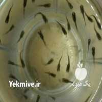 آگهی مشابه فروش ماهی گوپی نژاد دار در تهران در گروه انواع ماهی - سالمون شیر کپور قرمز شوریده سفید گوپی مرکب در یکمیوه