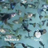 آگهی مشابه فروش ماهی گوپی مولی در تهران در گروه انواع ماهی - سالمون شیر کپور قرمز شوریده سفید گوپی مرکب در یکمیوه