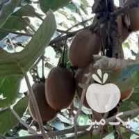 آگهی مشابه فروش کیوی شهسوار در تنکابن در گروه خرید فروش عمده کیوی - صادراتی مازندران تنکابن تالش در یکمیوه