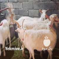آگهی مشابه فروش بز بز سانن در مشهد در گروه گاو و گوسفند و میش و بز کهره گوساله سمینتال در یکمیوه