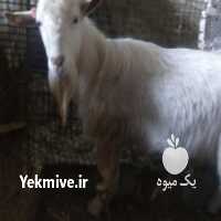 آگهی مشابه فروش بز سانن در ورزقان در گروه گاو و گوسفند و میش و بز کهره گوساله سمینتال در یکمیوه
