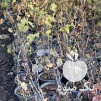 آگهی مشابه فروش نهال انگور گلدانی در تهران در گروه خرید فروش نهال - انواع گردو پسته بادام سلطانی انگور در یکمیوه