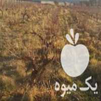 آگهی مشابه فروش هزار عدد درخت انگور سیاه سمرقندی در زرقان در گروه خرید فروش عمده خرما - کبکاب تازه زاهدی خشک خارک در یکمیوه