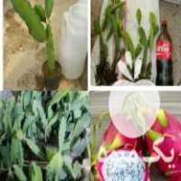 آگهی مشابه فروش نهال موز پاکوتاه ، نهال دراگون فروت ، گلدهانی مارانتا بلک در رابر در گروه خرید فروش نهال - انواع گردو پسته بادام سلطانی انگور در یکمیوه