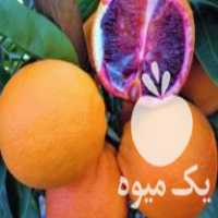 آگهی مشابه فروش نهال پرتقال خونی مورو در ساری در گروه خرید فروش نهال - انواع گردو پسته بادام سلطانی انگور در یکمیوه