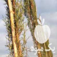 آگهی مشابه فروش سرو ناز شیراز در ساری در گروه خرید فروش نهال - انواع گردو پسته بادام سلطانی انگور در یکمیوه