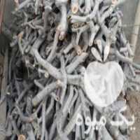 آگهی مشابه فروش پایه درخته پسته برایه پایه انگور در بردسکن در گروه خرید فروش عمده چوب- زغال چوب گردو تبریزی خام در یکمیوه