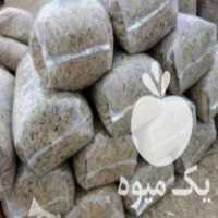 آگهی مشابه فروش سیلو ذرت در جویبار در گروه خرید فروش عمده ذرت - بلال مکزیکی علوفه دانه کشاورز در یکمیوه