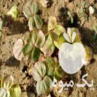 آگهی مشابه تولید و فروش نشا گیاهان دارویی در شیراز در گروه خرید فروش نشا - انواع گوجه برنج کاهو پیاز کاری فرنگی در یکمیوه