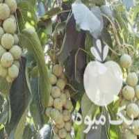 آگهی مشابه فروش انواع نهال شناسنامه دار تضمینی در بروجن در گروه خرید فروش نهال - انواع گردو پسته بادام سلطانی انگور در یکمیوه
