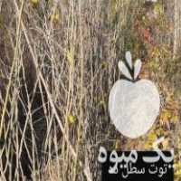 آگهی مشابه فروش نهال با قیمت عالی در گرگان در گروه خرید فروش نهال - انواع گردو پسته بادام سلطانی انگور در یکمیوه