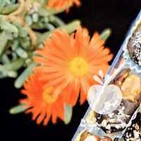 آگهی مشابه فروش خرماشاهانی در تهران در گروه خرید فروش عمده خرما - کبکاب تازه زاهدی خشک خارک در یکمیوه