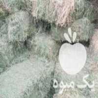 آگهی مشابه فروش یونجه و علف پرسی در شبستر در گروه خوراک دام و طیور - پرواری شیری علوفه یونجه در یکمیوه