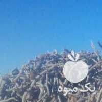 آگهی مشابه خرید چوب قلمی وریشه درخت پسته در رفسنجان در گروه خرید فروش عمده چوب- زغال چوب گردو تبریزی خام در یکمیوه