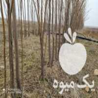 آگهی مشابه فروش نهال زبان گنجشک ، نهال زیتون تلخ ، نهال توت نرک ، نهال توت قیسی در ساوه در گروه خرید فروش نهال - انواع گردو پسته بادام سلطانی انگور در یکمیوه