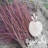 آگهی مشابه فروش نهال سیاه ریشه شلیل سایکینگ و هلو ردتاپ در ساری در گروه خرید فروش نهال - انواع گردو پسته بادام سلطانی انگور در یکمیوه