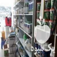 آگهی مشابه فروش سموم کشاورزی با بهترین قیمت و کیفیت در آمل در گروه خرید فروش نهال - انواع گردو پسته بادام سلطانی انگور در یکمیوه