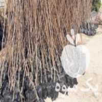 آگهی مشابه فروش انواع نهال میوه مثمر و غیر مثمر در کرج در گروه خرید فروش نهال - انواع گردو پسته بادام سلطانی انگور در یکمیوه