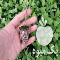 آگهی مشابه فروش نشاء هندوانه و گوجه در جیرفت در گروه خرید فروش عمده کاهو - رسمی پیچ سالادی فرانسوی چینی قرمز در یکمیوه