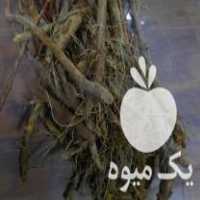 آگهی مشابه فروش نهال زرشک ریشه دار در آباده در گروه خرید فروش نهال - انواع گردو پسته بادام سلطانی انگور در یکمیوه