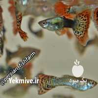 آگهی مشابه فروش ماهی گوپی در طرقبه در گروه انواع ماهی - سالمون شیر کپور قرمز شوریده سفید گوپی مرکب در یکمیوه