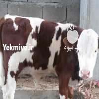 آگهی مشابه فروش فروش گوساله سیمینتال پرواری   در آذربایجان شرقی در گروه گاو و گوسفند و میش و بز کهره گوساله سمینتال در یکمیوه