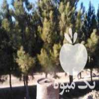 آگهی مشابه فروش درخت کاج ارتفاع 4 متر در مشهد در گروه خرید فروش سایر محصولات تجهیزات کشاورزی در یکمیوه