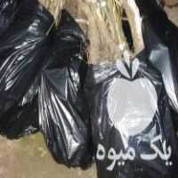 آگهی مشابه فروش نهال گردو پیوندی چندلر در سعدآباد در گروه خرید فروش نهال - انواع گردو پسته بادام سلطانی انگور در یکمیوه