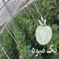 آگهی مشابه فروش سازه گلخانه در مرند در گروه سازنده - گلخانه باغ مدرن سالن صنعتی سوله انبار در یکمیوه