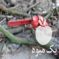 آگهی مشابه فروش چوب باغ ودرختان توت سپیدار وغیره  در آزادشهر در گروه خرید فروش عمده چوب- زغال چوب گردو تبریزی خام در یکمیوه