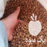 آگهی مشابه فروش الوک بادام تلخ کوهین بادام کوهی در شیراز در گروه بادام - درختی کوهی زمینی فروش عمده در یکمیوه