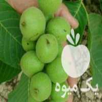 آگهی مشابه فروش انواع نهال اصیل قیمت باورنکردنی در اراک در گروه خرید فروش نهال - انواع گردو پسته بادام سلطانی انگور در یکمیوه
