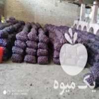 آگهی مشابه فروش 30 پیاز انباری لوکس در مهاباد در گروه خرید فروش عمده پیاز - قرمز سفید زرد ترشی تازه انباری در یکمیوه