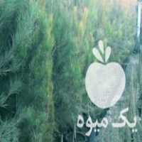 آگهی مشابه فروش نهال درخت کاج 4 ساله گلدانی ریشه پر در اندیشه در گروه خرید فروش نهال - انواع گردو پسته بادام سلطانی انگور در یکمیوه