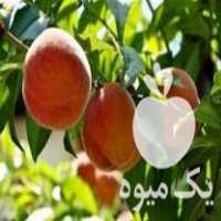 آگهی مشابه فروش نهال درخت هلو هسته جدا پیوندی در ساری در گروه خرید فروش نهال - انواع گردو پسته بادام سلطانی انگور در یکمیوه