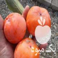 آگهی مشابه فروش نهال درخت خرمالو گوجه ای پیوندی در ساری در گروه خرید فروش عمده خرمالو - خرمالو رسیده نارس برگ عمده در یکمیوه