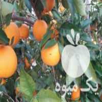 آگهی مشابه فروش نهال پرتقال تامسون در ساری در گروه خرید فروش نهال - انواع گردو پسته بادام سلطانی انگور در یکمیوه