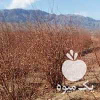 آگهی مشابه فروش درخت عناب و زرشک در بیرجند در گروه خرید فروش عمده ازگیل و تمشک و زرشک - ژاپنی فروش مستقیم در یکمیوه