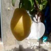 آگهی مشابه فروش نهال درخت گلابی درگزی پیوندی در ساری در گروه خرید فروش نهال - انواع گردو پسته بادام سلطانی انگور در یکمیوه